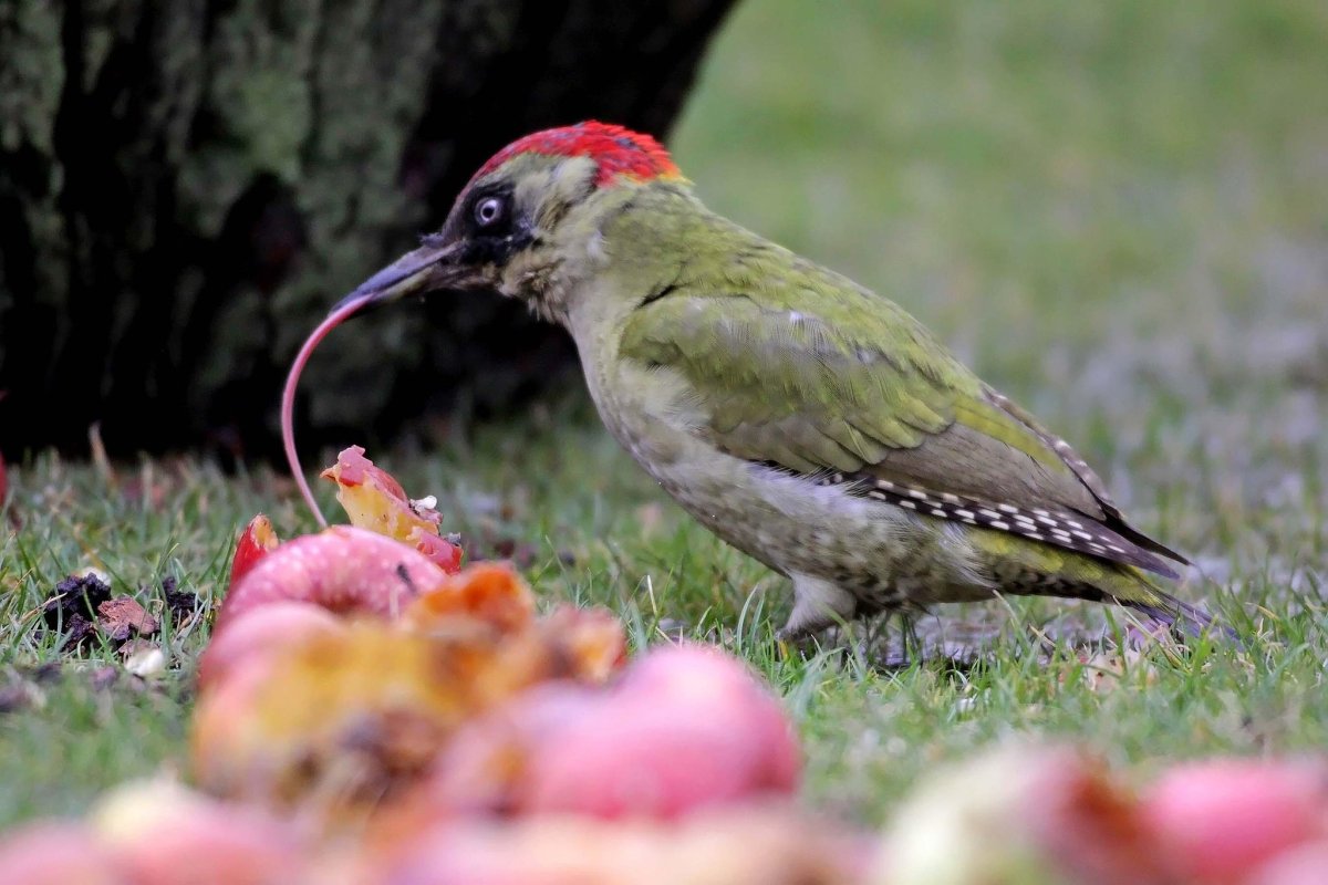 Зеленая птица с красной головой