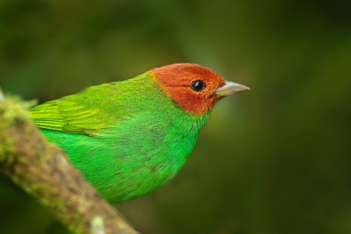 Птица зеленая верх головы красный