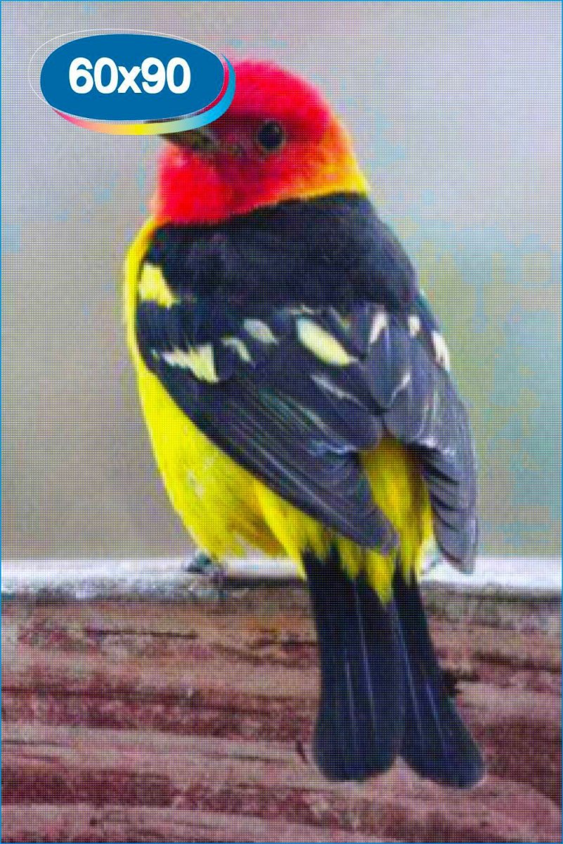 Танагра Красноголовая