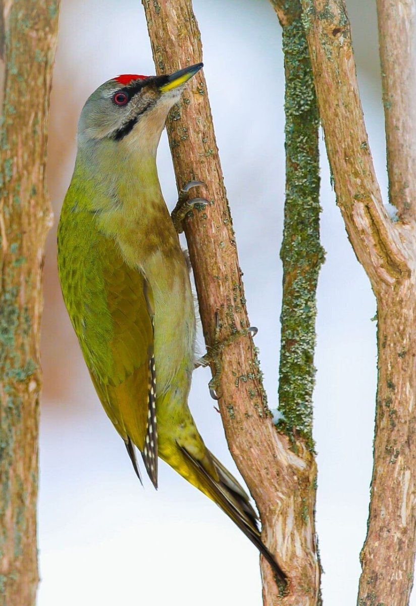 Зеленый дятел Желна