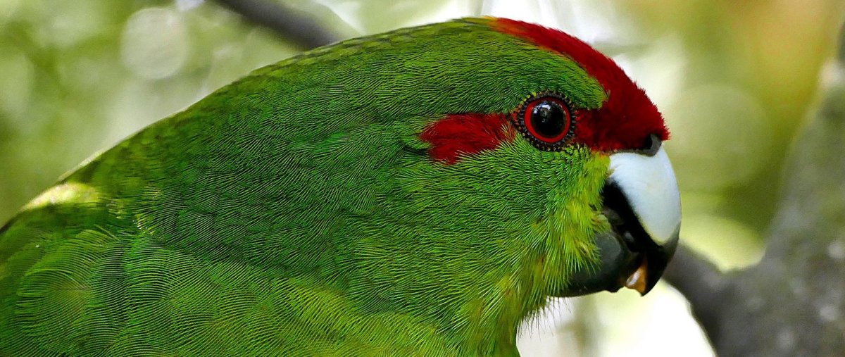 Дикая птица с зеленой шеей