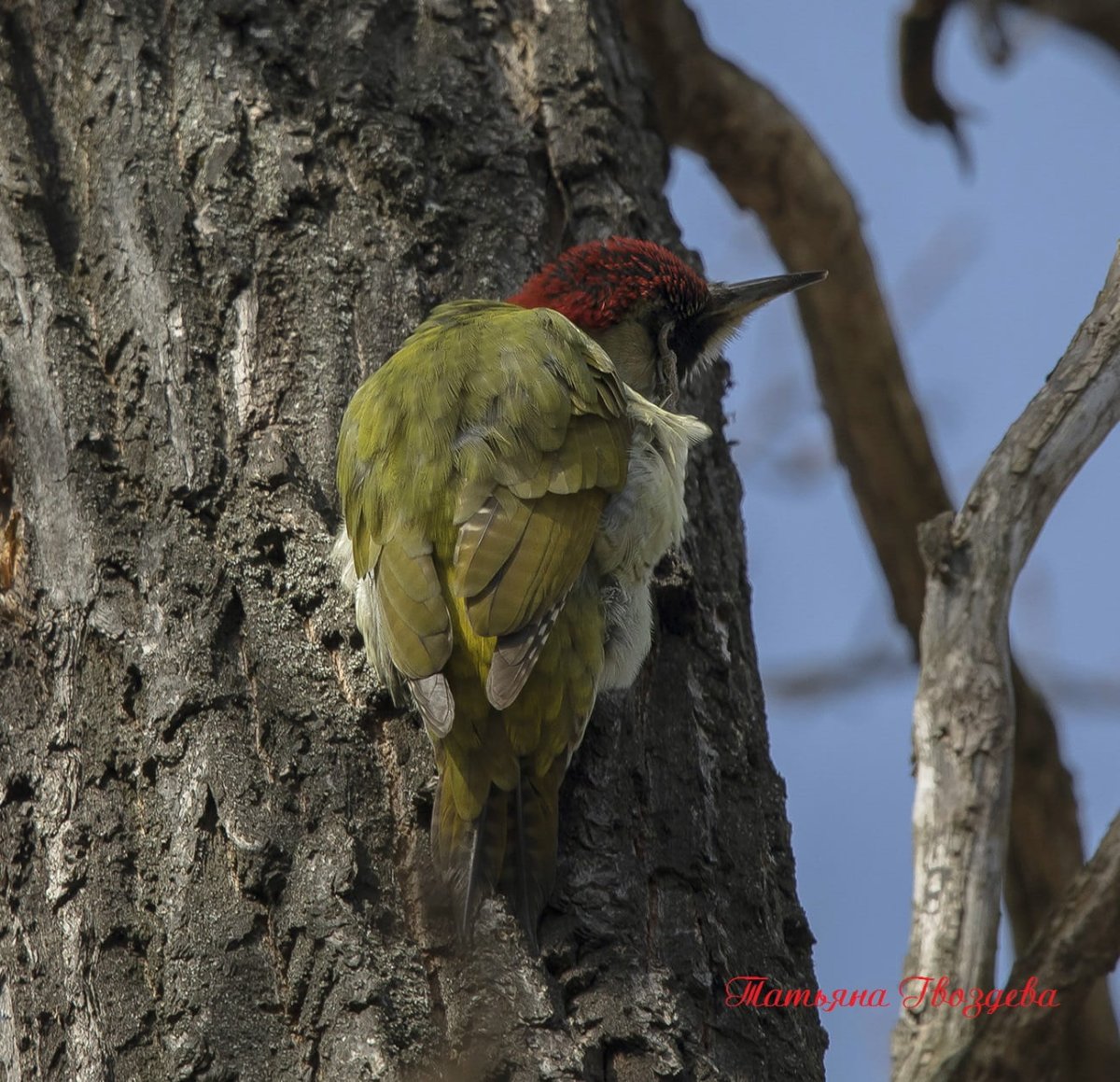 Зеленый дятел с красной головой
