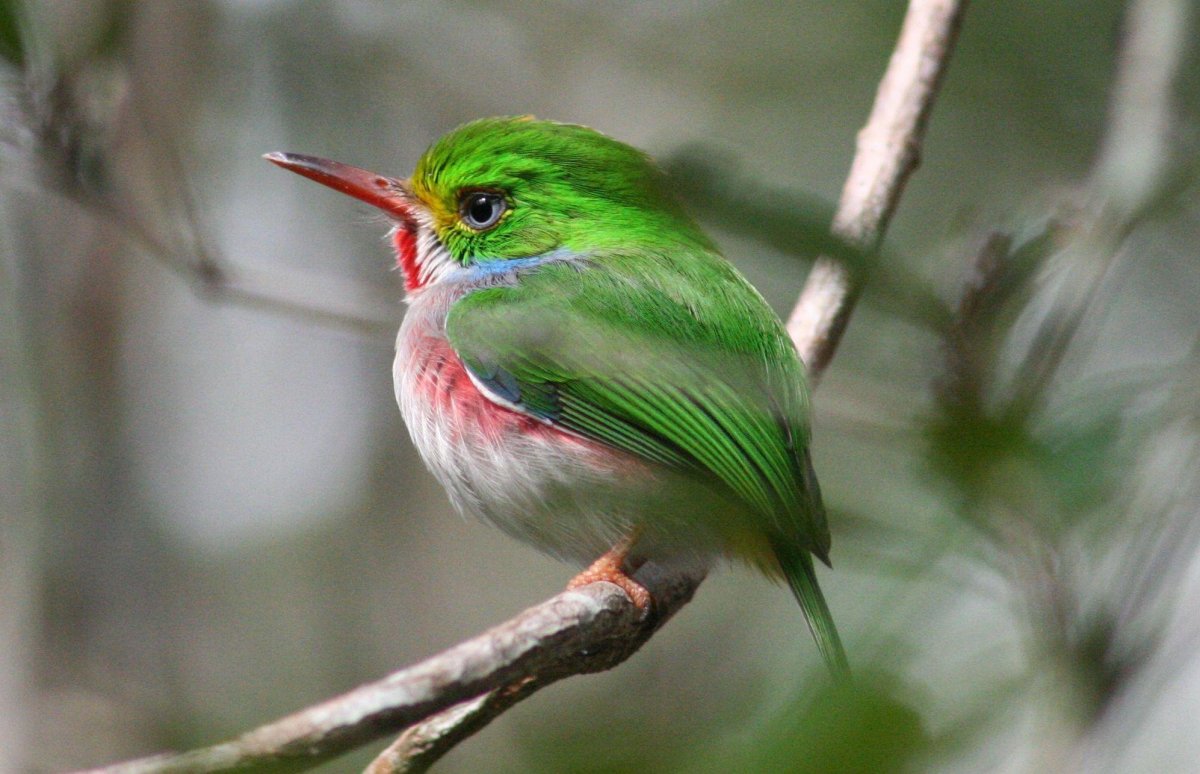 Кубинский Тоди птенец