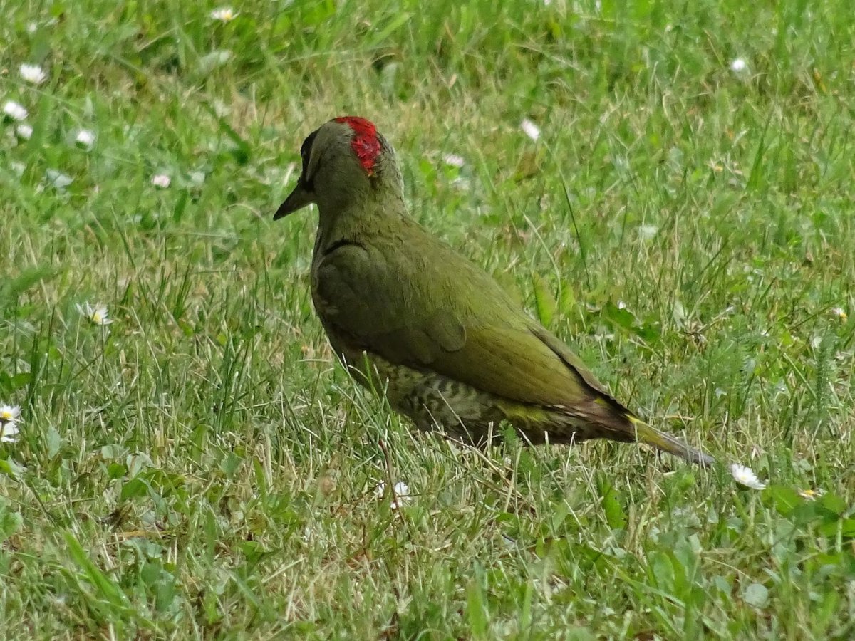 Зеленая птица с красной головой
