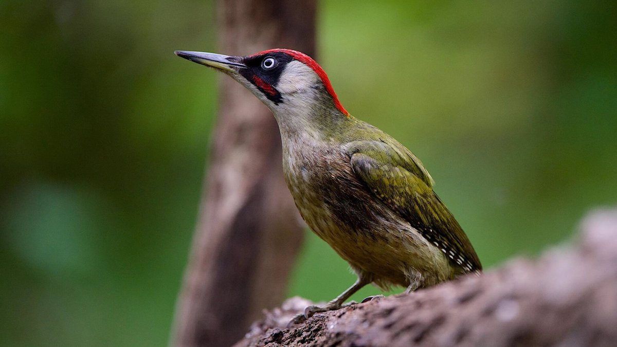 Хохлатая Желна