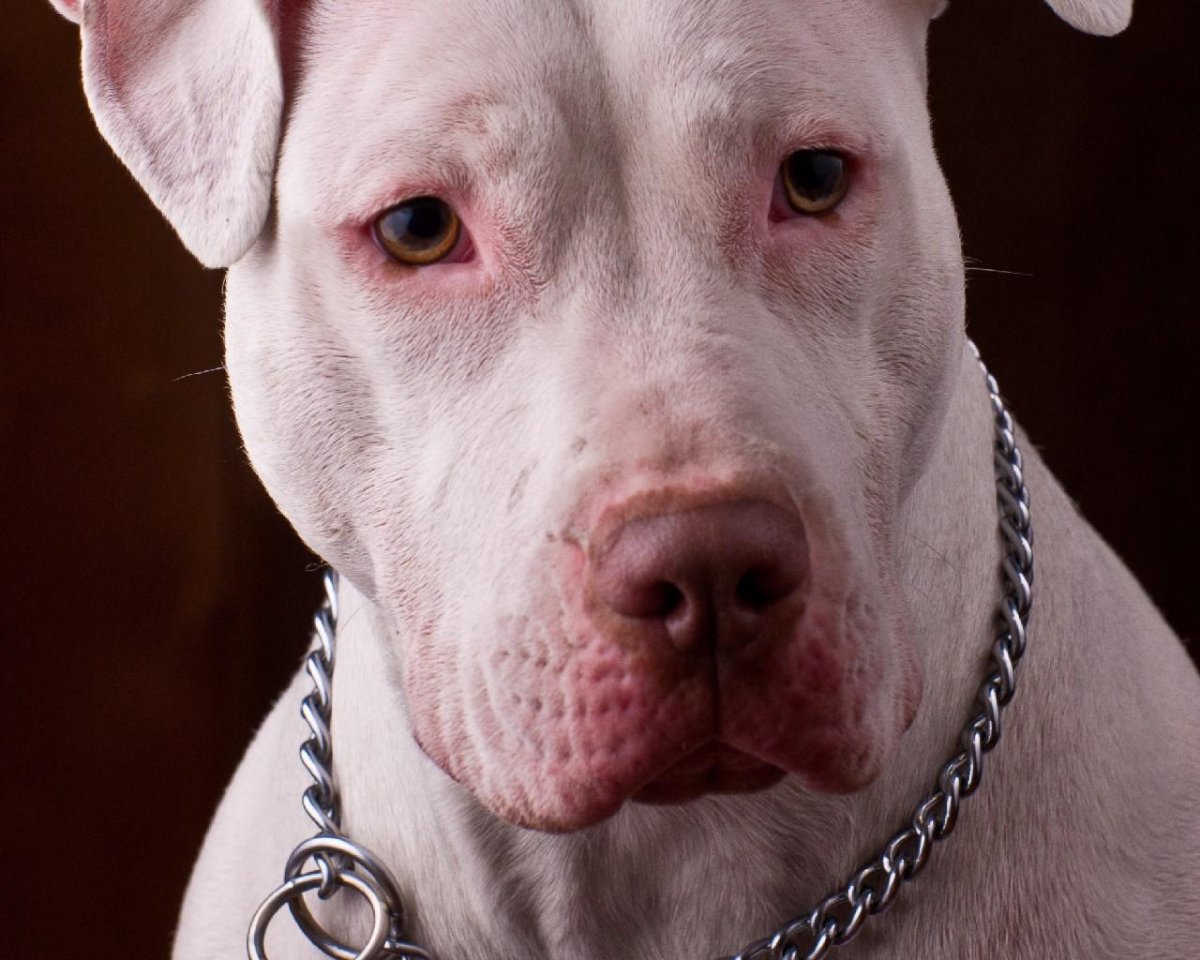 Стафф терьер альбинос