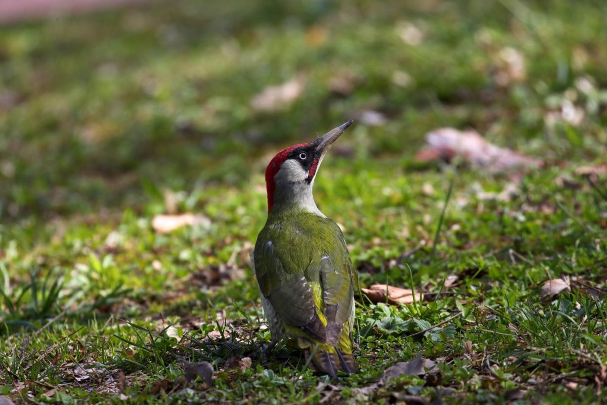 Левайлантов зелёный дятел