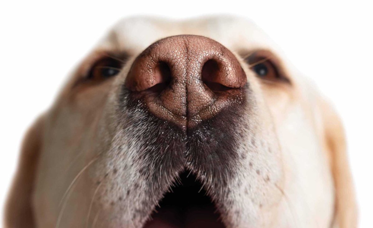 Нос лабрадора