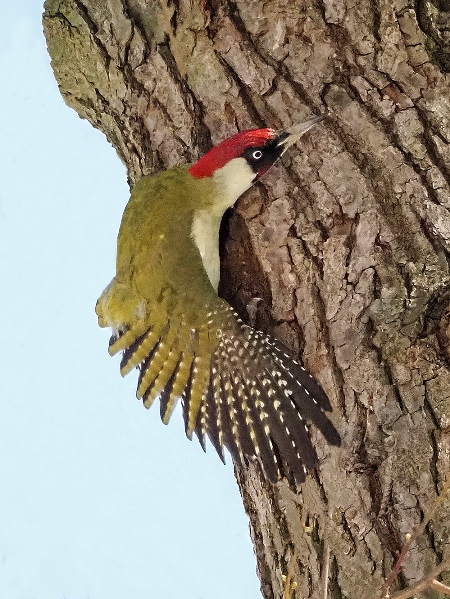 Зелёный дя́тел (Picus viridis)