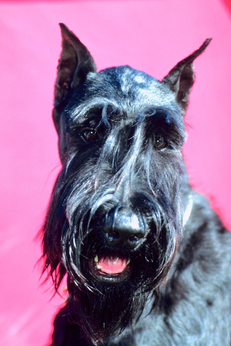 Ризеншнауцер собака