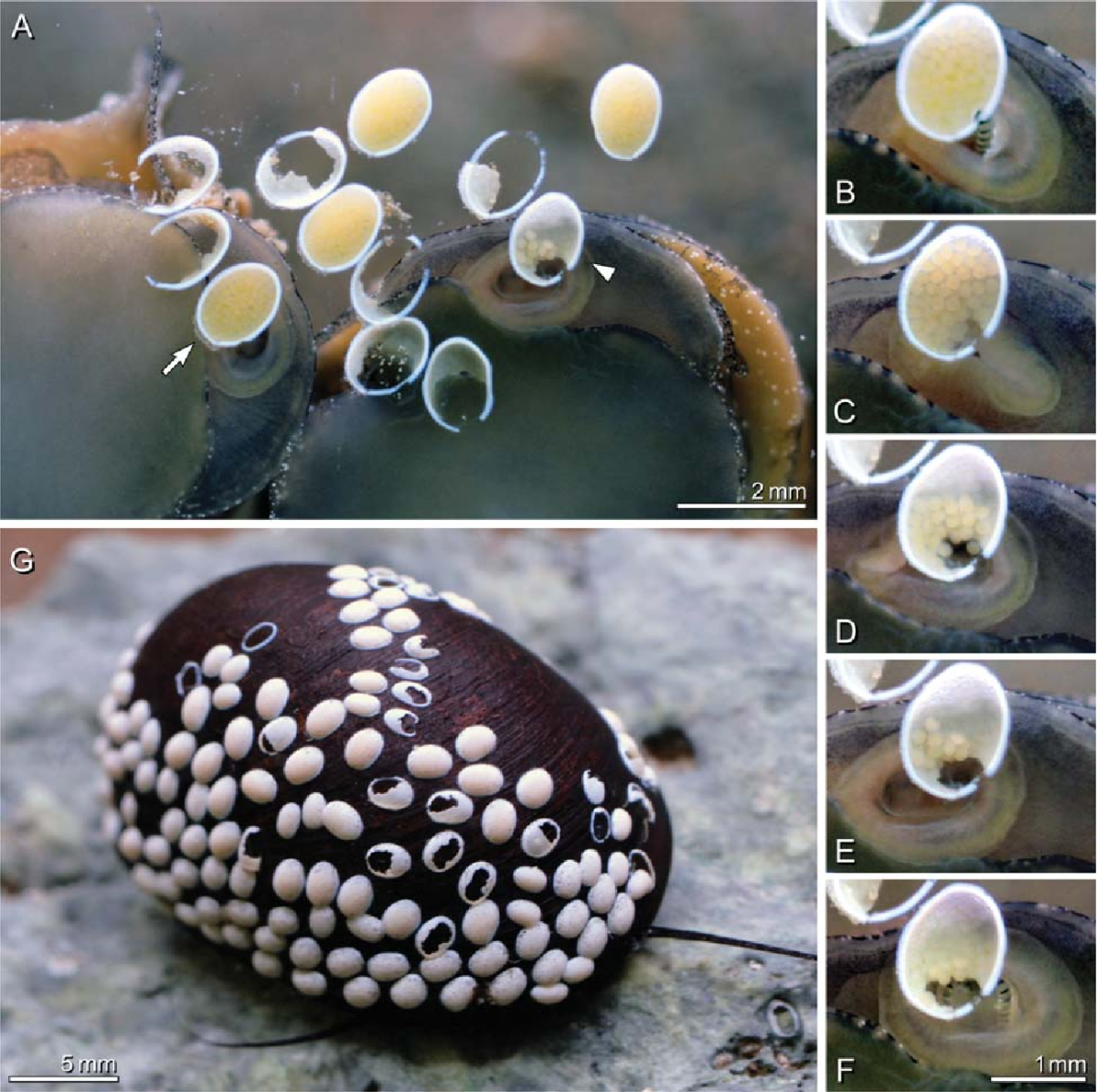 Улитки Теодоксусы икра