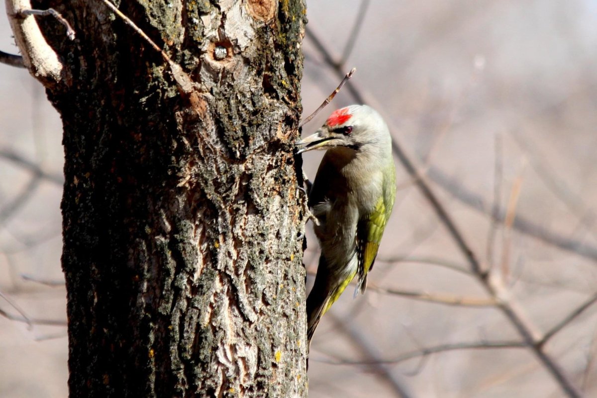 Белоголовый дятел