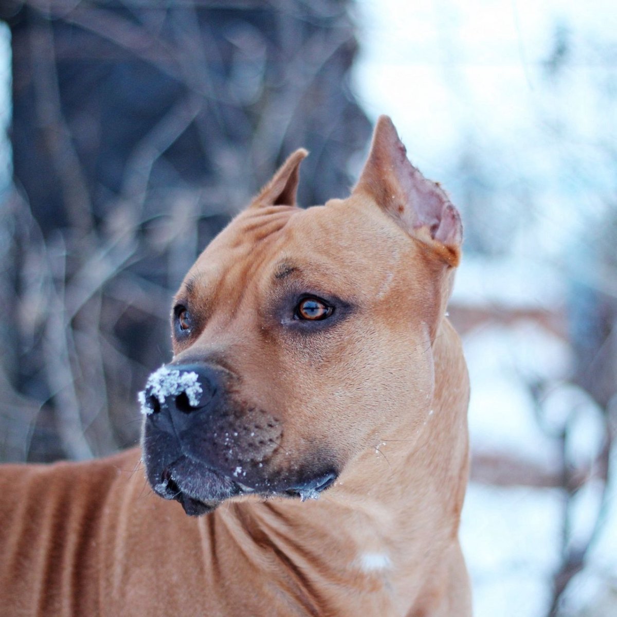 Собака с прямоугольной мордой