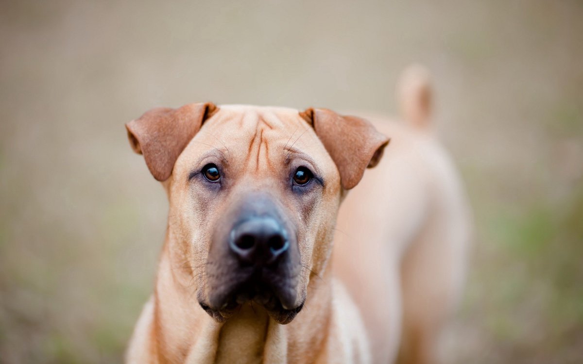 Дог терьер собака