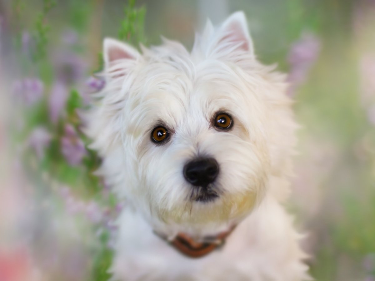 Маленькая собака с квадратной мордой