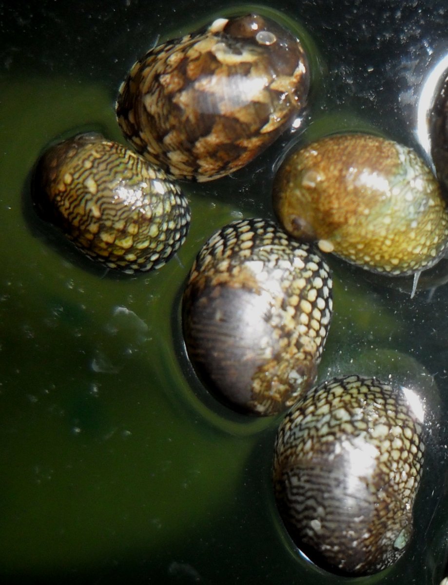 Теодоксус улитка яйца
