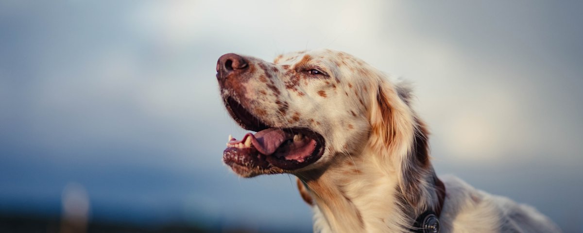 Собачья морда с боку