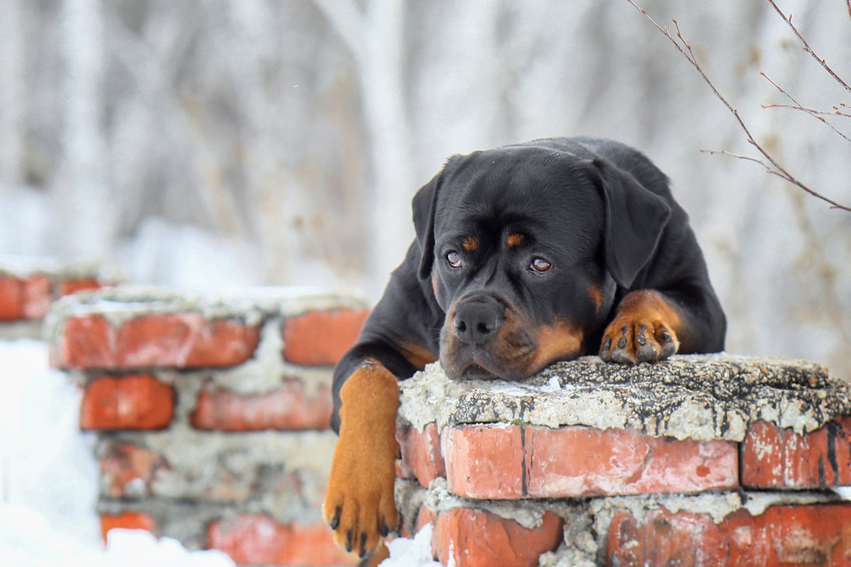 Флэт ротвейлер