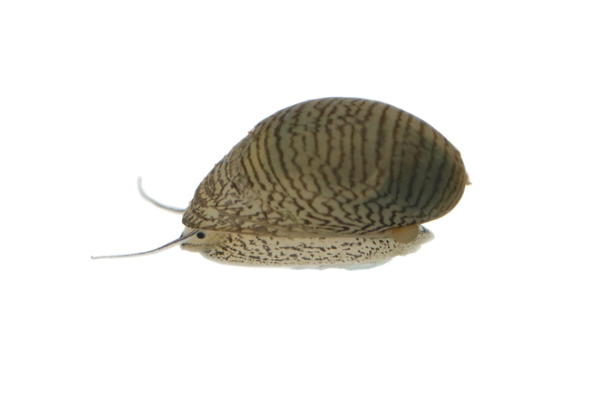 Улитка Неретина теодоксус