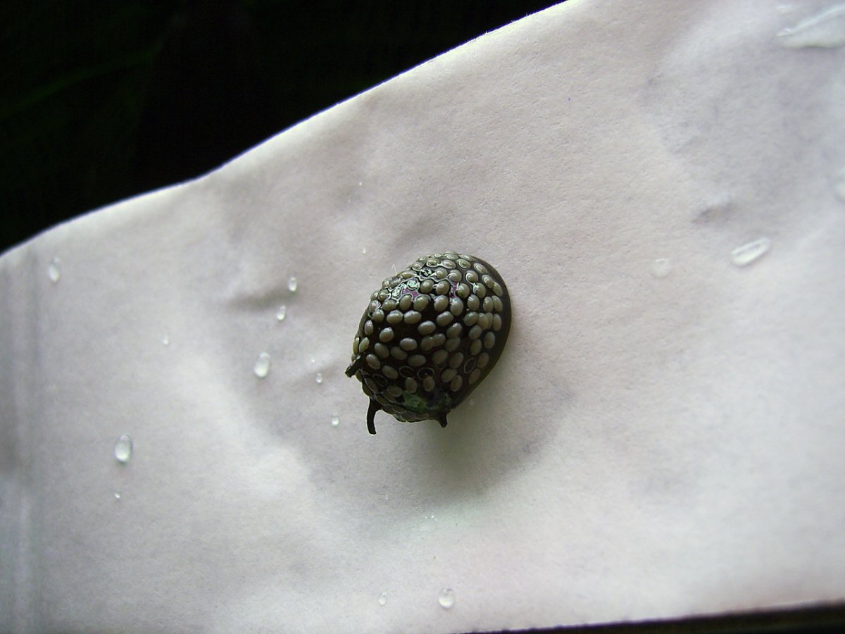 Яйца улиток Неретин