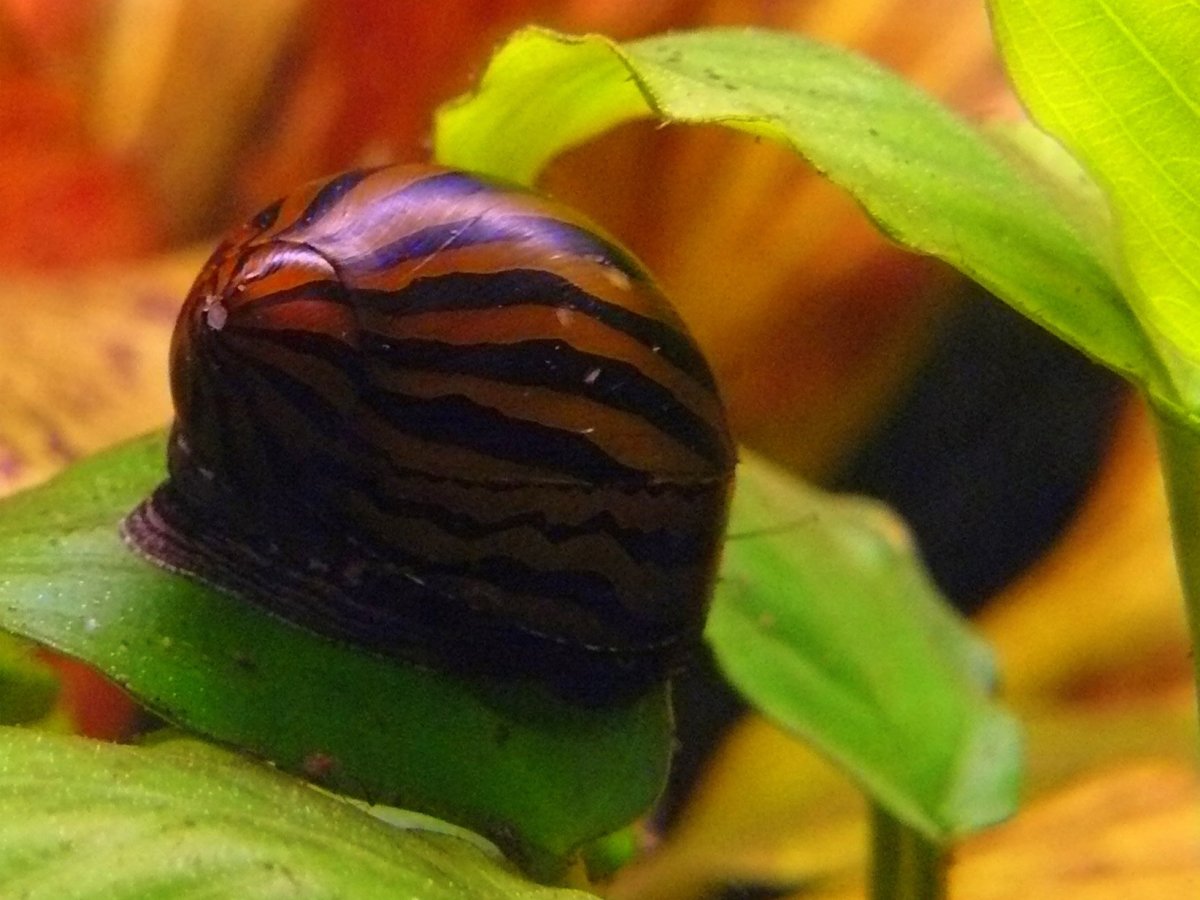 Теодоксус улитка