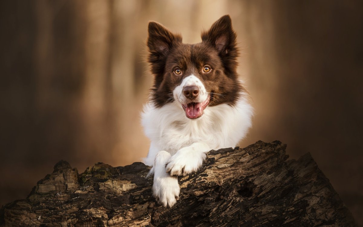 Бордер колли Красноярский край