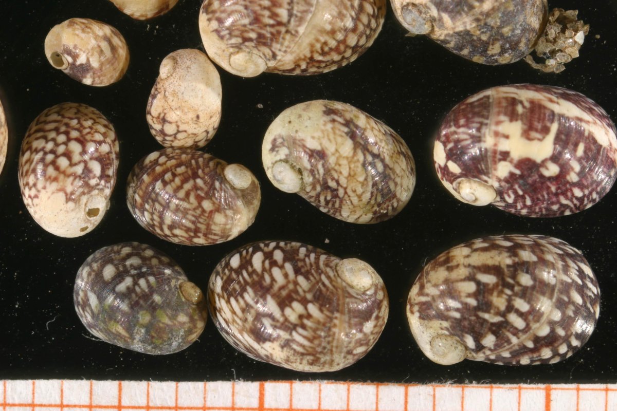 Теодоксус флувиатилис