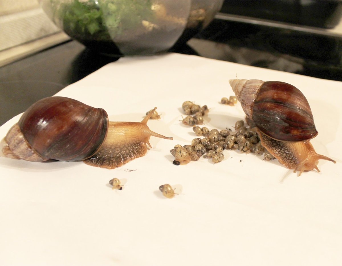 Улитята виноградной улитки