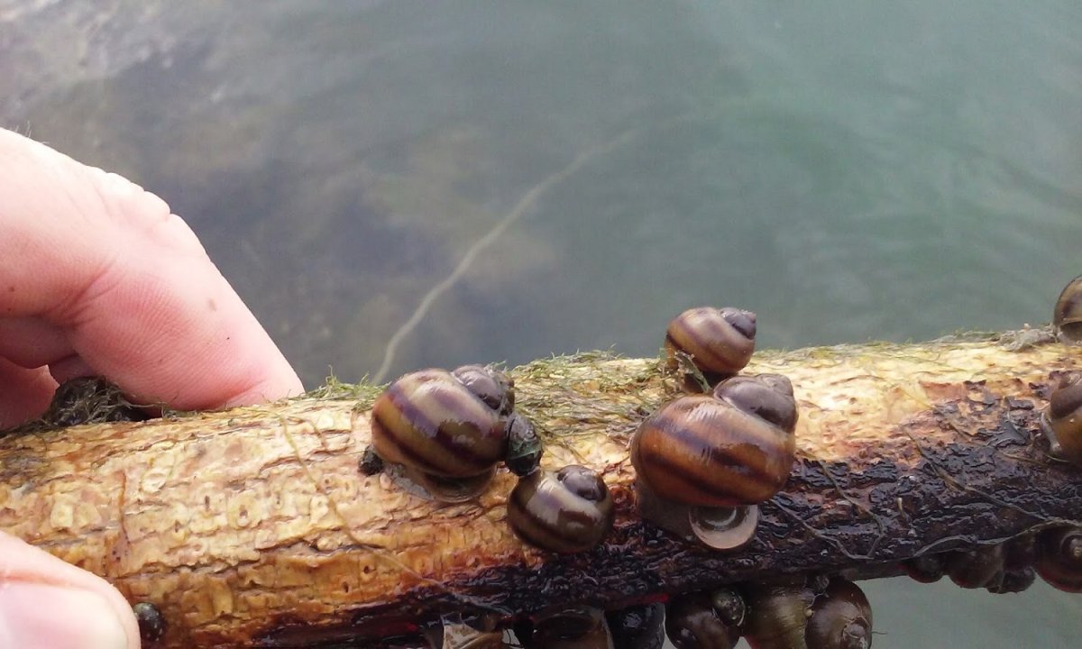 Улитка Пресноводная теодоксус Речной