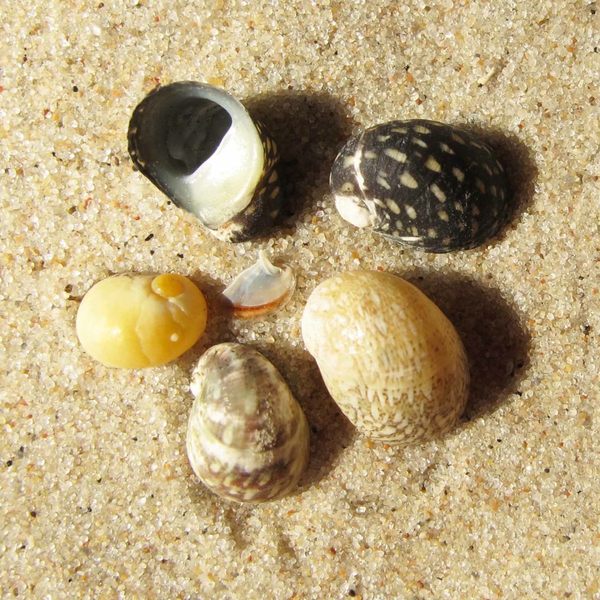 Теодоксус астраханикус