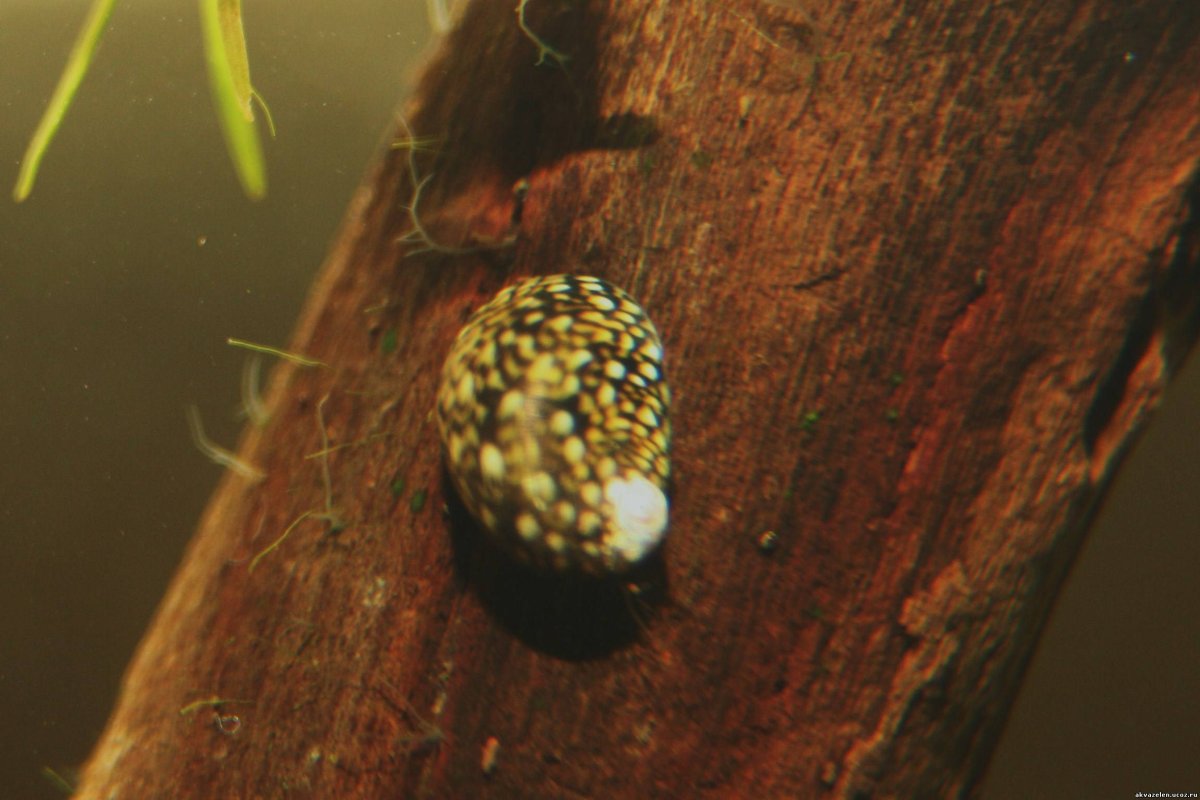 Теодоксус улитка икра