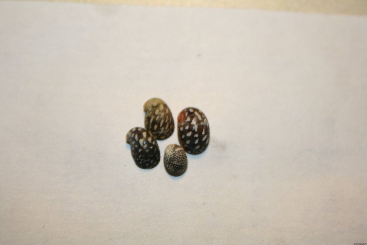 Теодоксус малыши