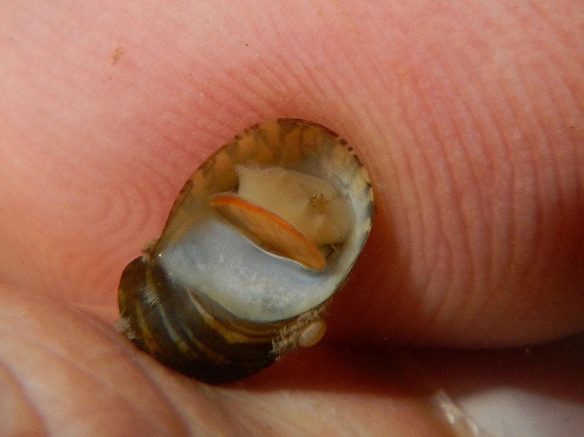 Теодоксус (Theodoxus fluviatilis)