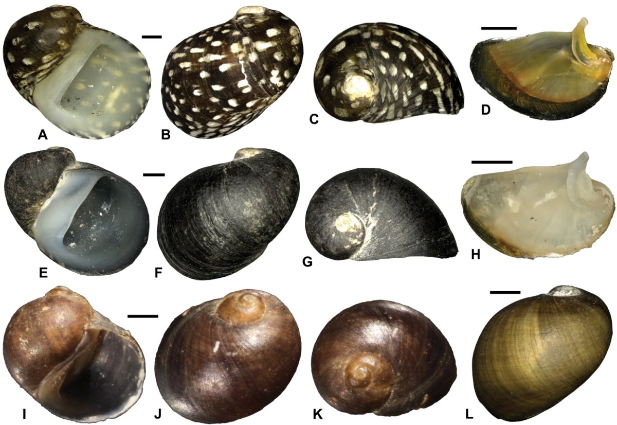 Теодоксус улитка