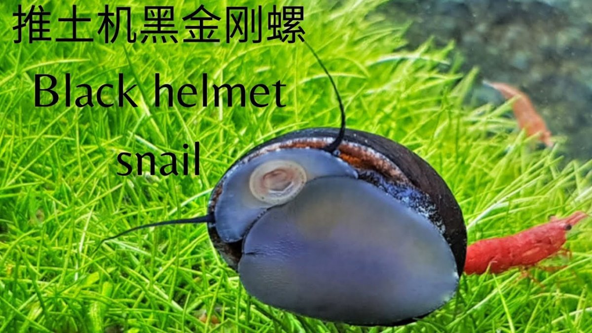 Улитка Неретина теодоксус