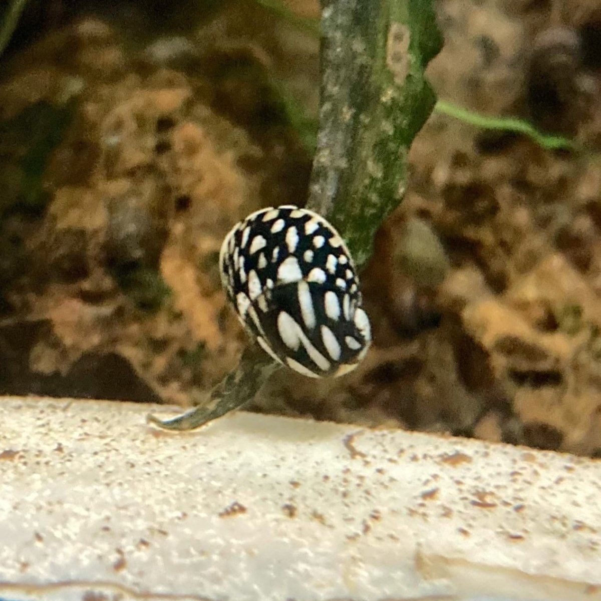 Теодоксус улитка икра