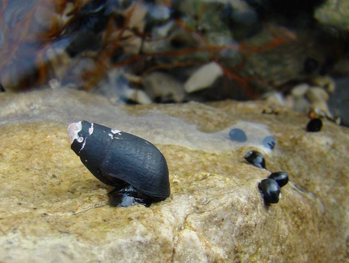 Улитка Речная теодоксус