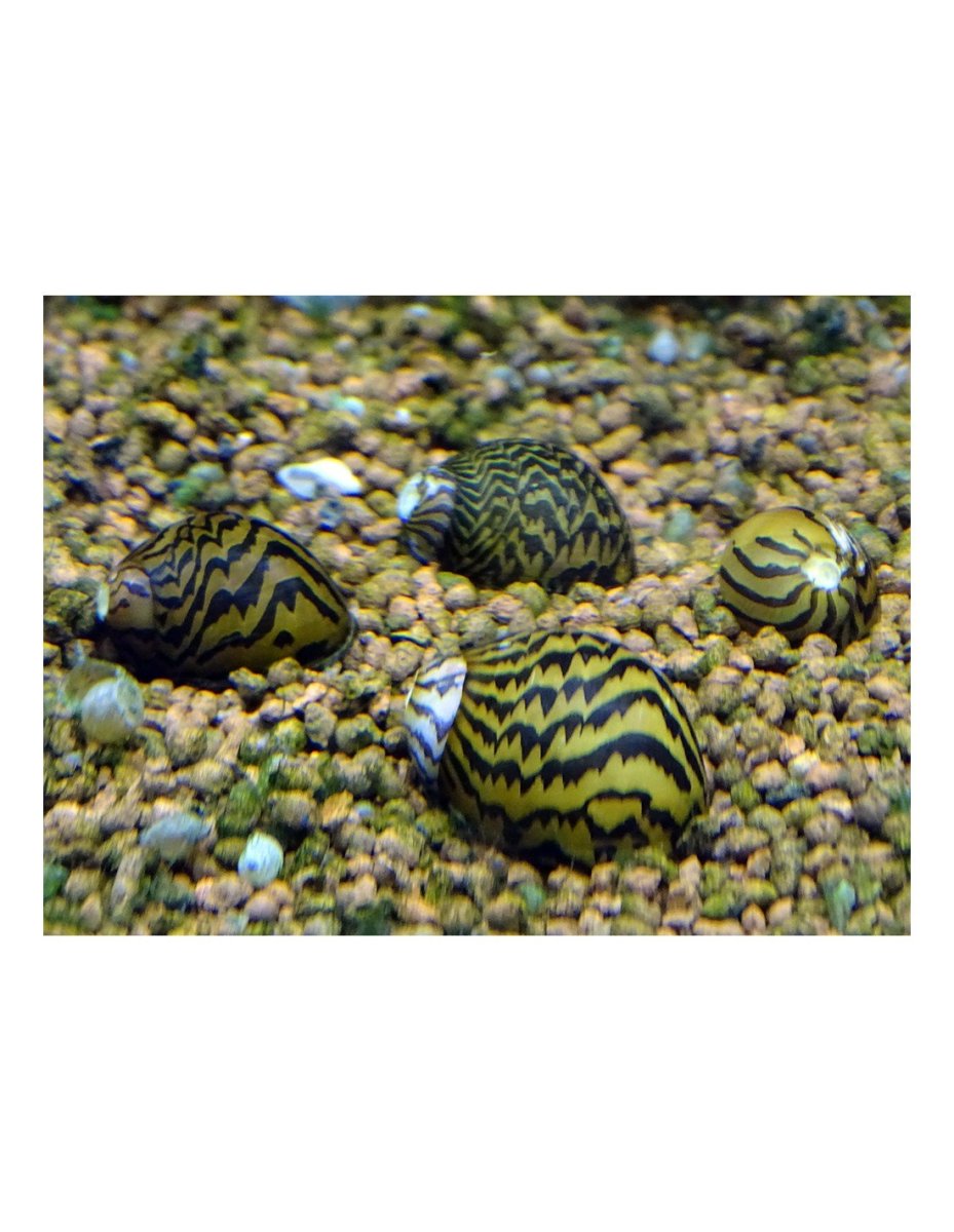 Улитки Теодоксусы