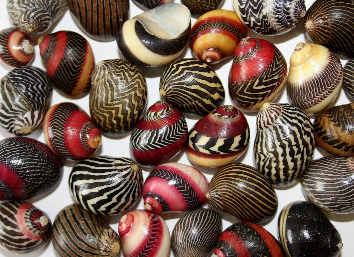 Улитка Неретина тигровая