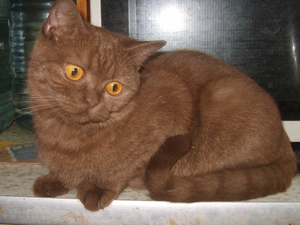 Шоколадный скоттиш страйт кот
