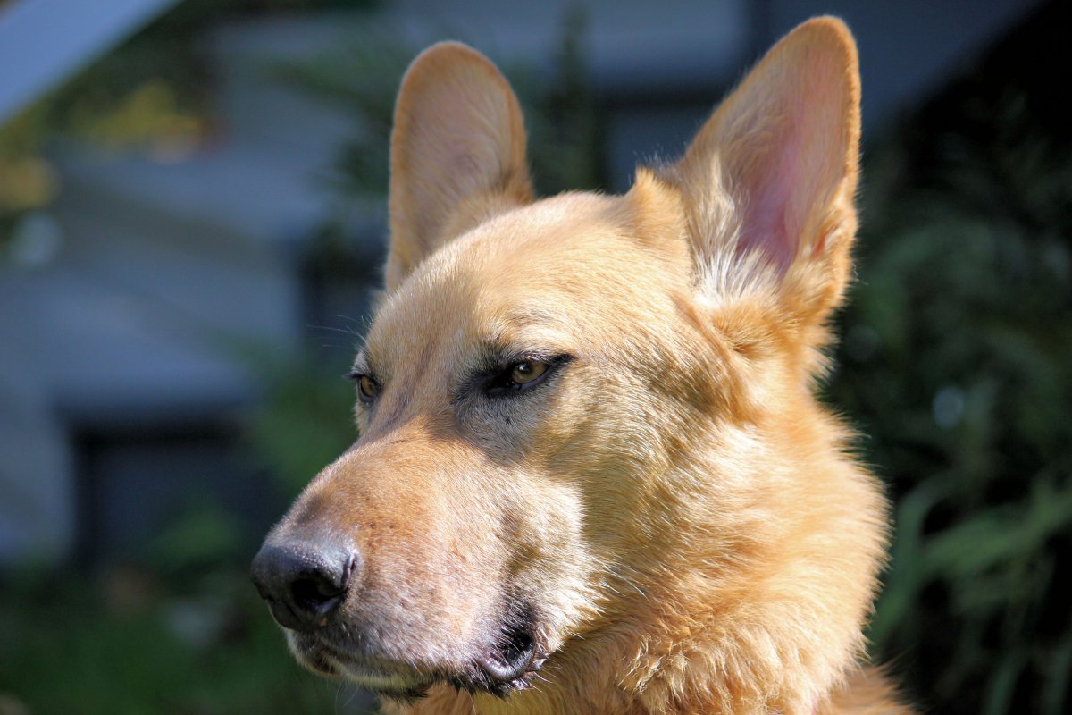 Каролинская собака Чинук