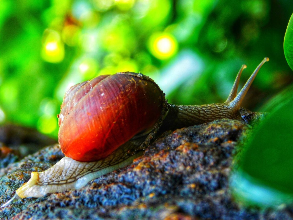 Брюхоногие моллюски