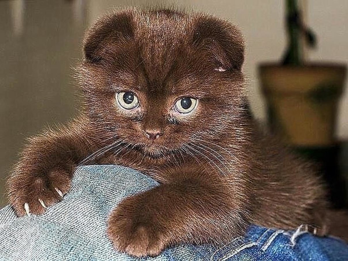 Шотландская вислоухая кошка шоколадная