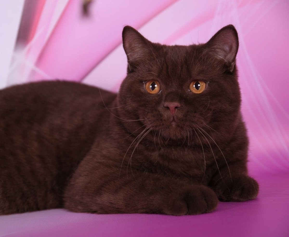 Циннамон британец