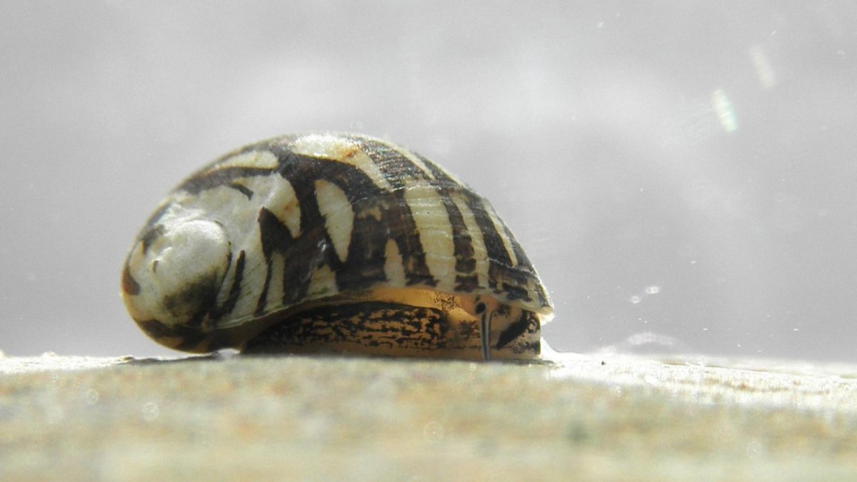 Теядоксу улитка аквариумная