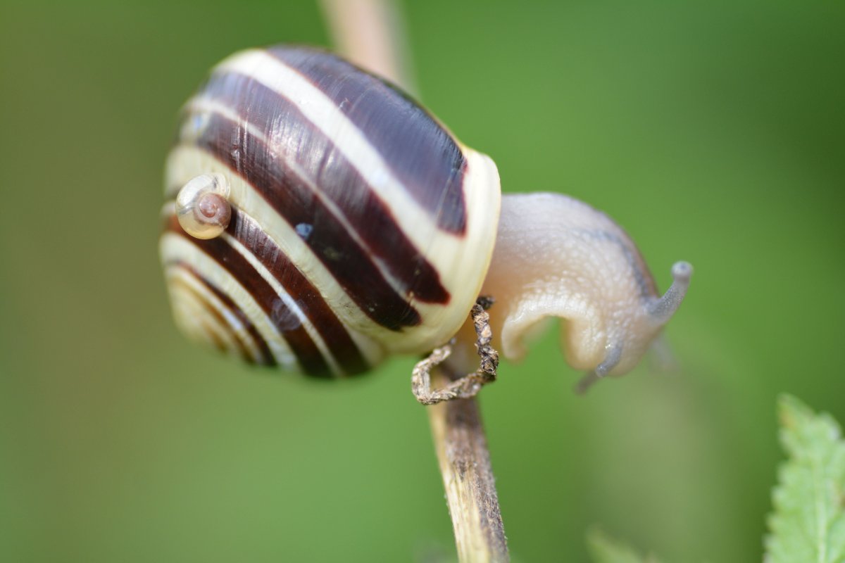 Улитка цепея