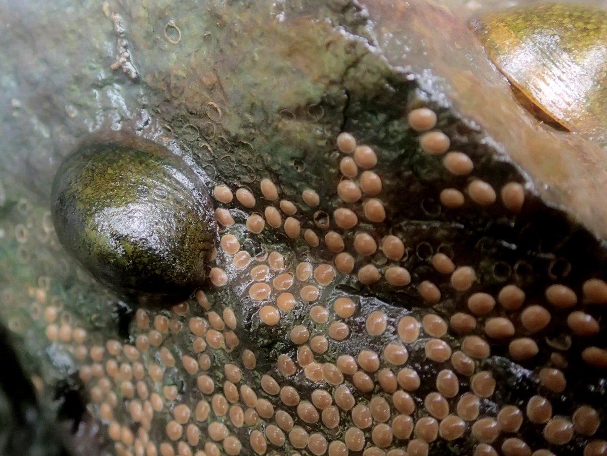 Теодоксус улитка яйца