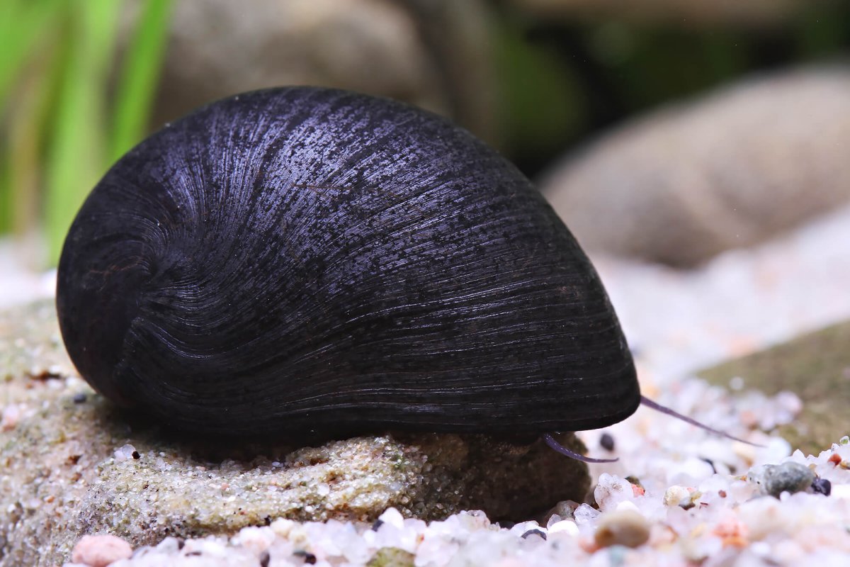 Улитка Неретина черная
