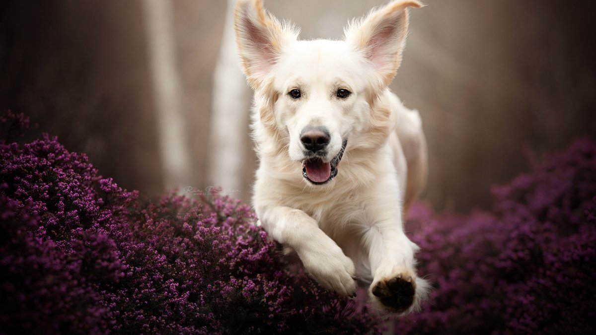 Собаки с полустоячими ушами