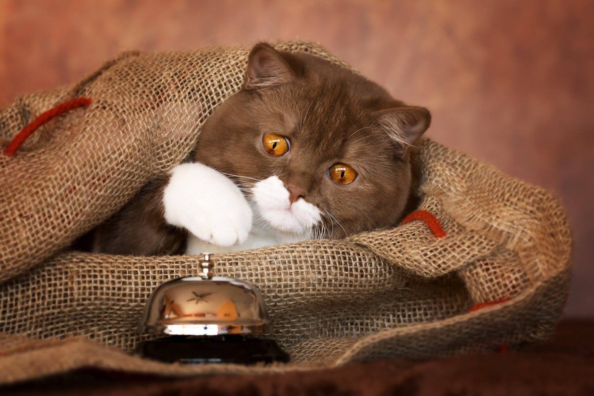 Британская кошка коричневая